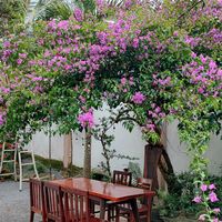 nhạc nền - Lê Phú Thịnh