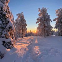 dawamartinova