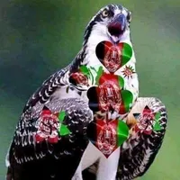 original sound - user9820882509250