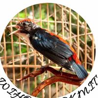 wihok_pookmit