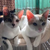 オリジナル楽曲 - kimi_(ΦωΦ)