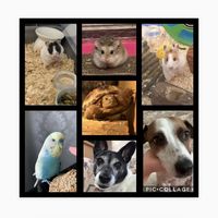 nibbles_and_tinytim