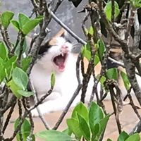 loveme1ovemy_cat