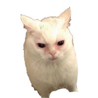 luna_tinea