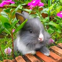 오리지널 사운드 - 늘푸른소나무