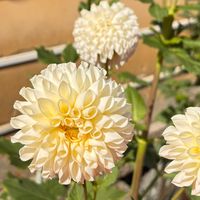 brightermom8