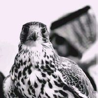 الصوت الأصلي