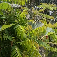 original sound - abir879415