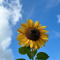 เสียงต้นฉบับ - ทานตะวัน🌻