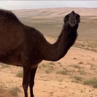 original sound - mr.4010