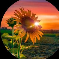 เสียงต้นฉบับ - 🌻ทานตะวัน🌻