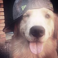 piwitapp