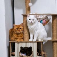 เสียงต้นฉบับ - sutthidacatlover