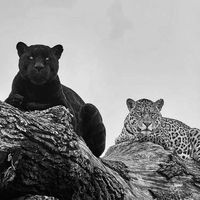 ismahel_gardi0