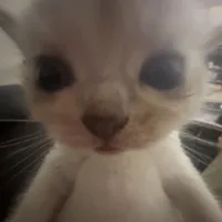 original sound - reelarm