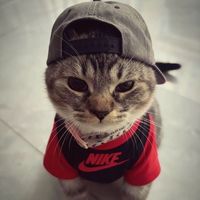 songsmos