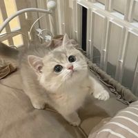 tutuloveicecream