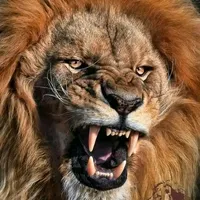 original sound - lion_dor16