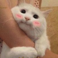 sosad_420