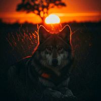 galal_hd771