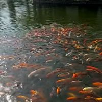 nodira_1202