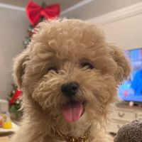 bruno.dog96