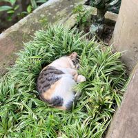 suara asli - Dika