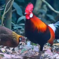 nhạc nền - Gà Rừng Việt Nam