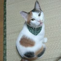 オリジナル楽曲 - まねきねこMusic Share🎵