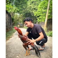 m_mollik