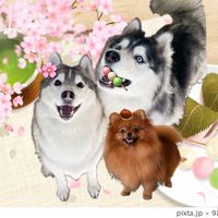 sakuramochi8