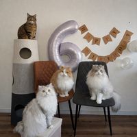 kcle_cats_love