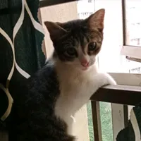 original sound - cik_ika4379