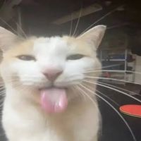 original sound - link 🎸