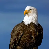 original sound - eaglepower19