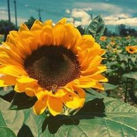 nhạc nền - MyPoDoan