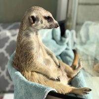 meerkats_ekb