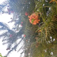 original sound - keylay999