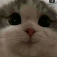 bumbo145558