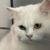 gamkittt