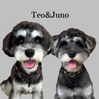 teo_juno