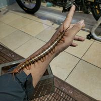 suara asli - ocb_asep🐍