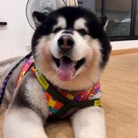 graphicdoggy