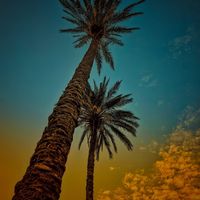 aqibmhassni67