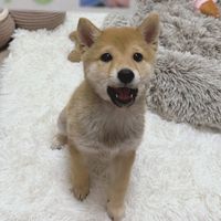 mame.syoyu