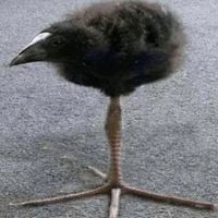 ptichka.bird6