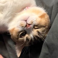 matongmunchkin