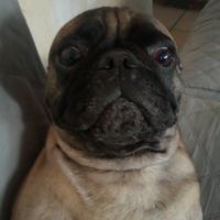 elpresidente_pug0