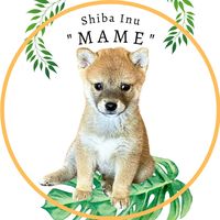 mamemame.japan