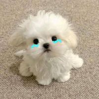 wiwatchai___49